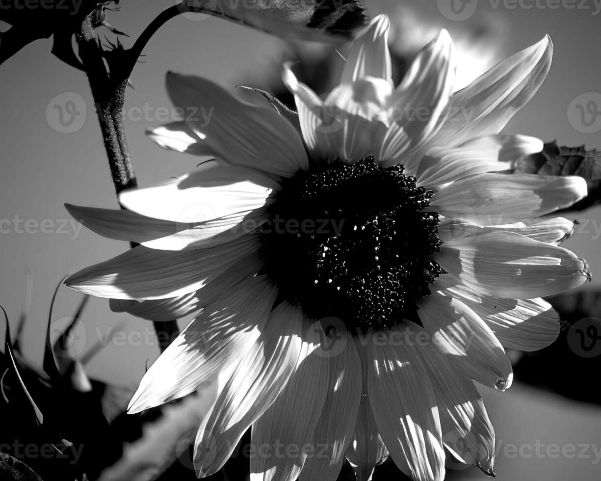 Flowers black and white photo background. Summer flowers close view