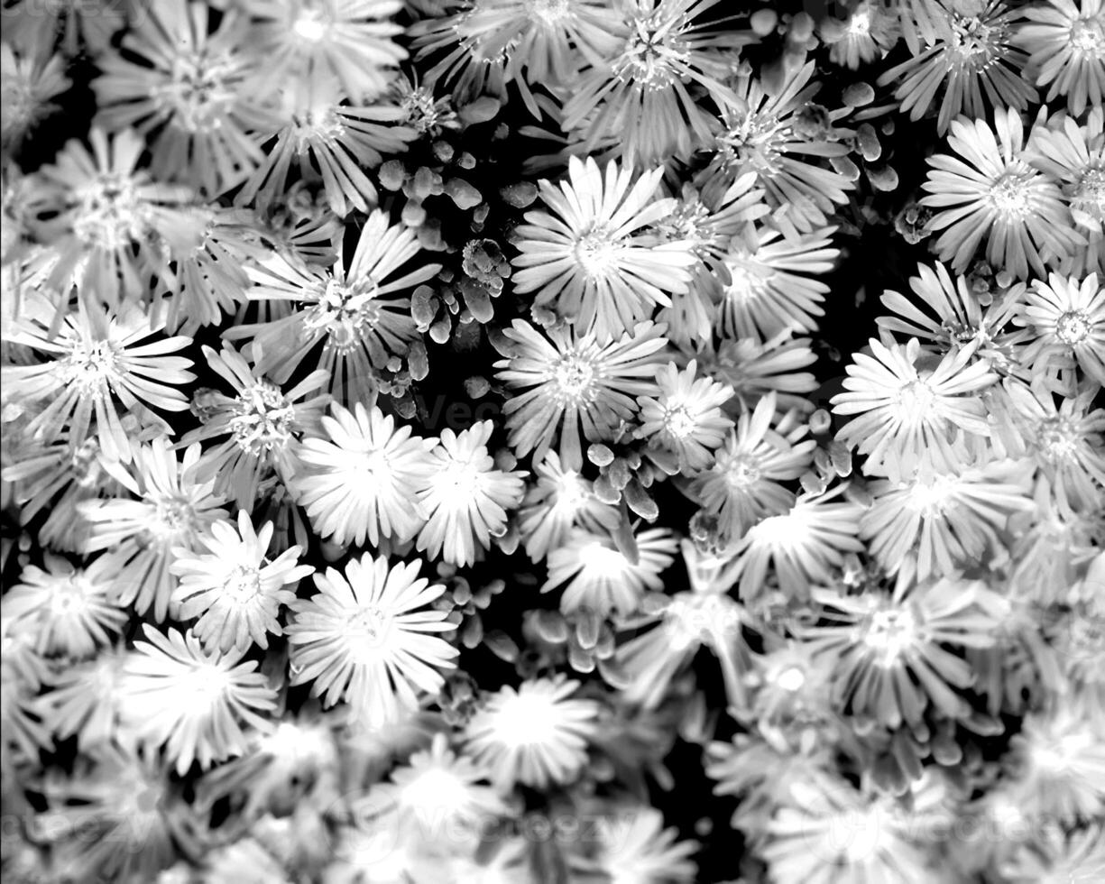 Flowers black and white photo background. Summer flowers close view