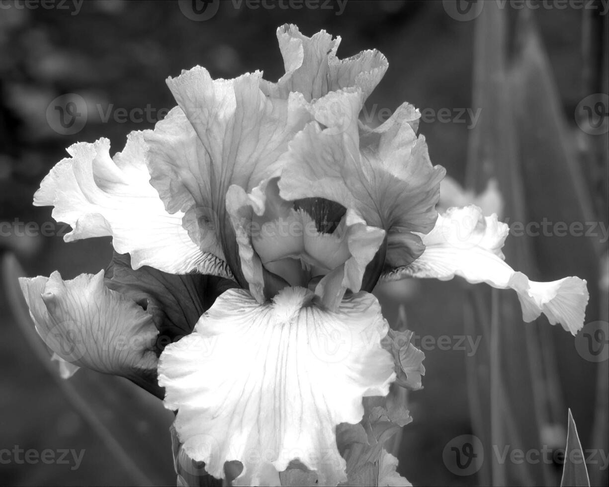 Flowers black and white photo background. Summer flowers close view