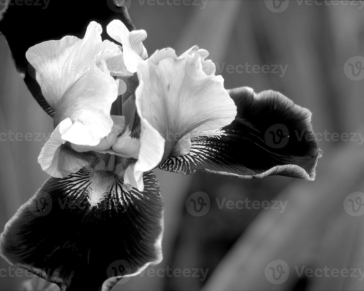 Flowers black and white photo background. Summer flowers close view