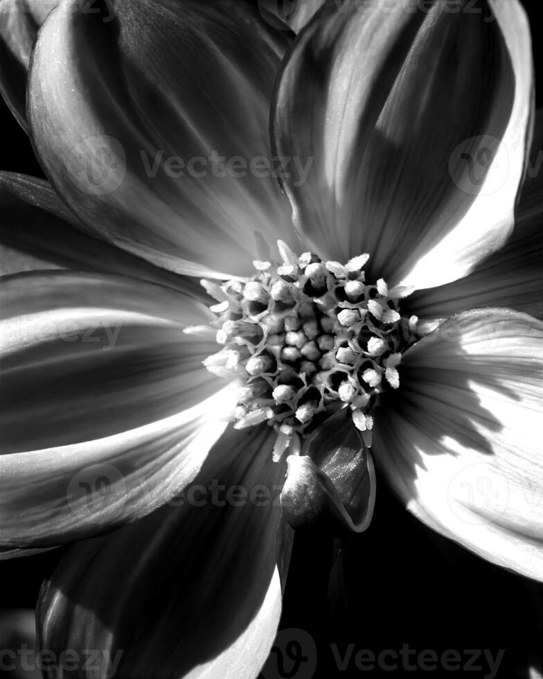Flowers black and white photo background. Summer flowers close view
