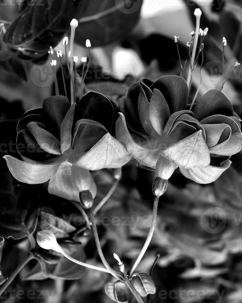 Flowers black and white photo background. Summer flowers close view