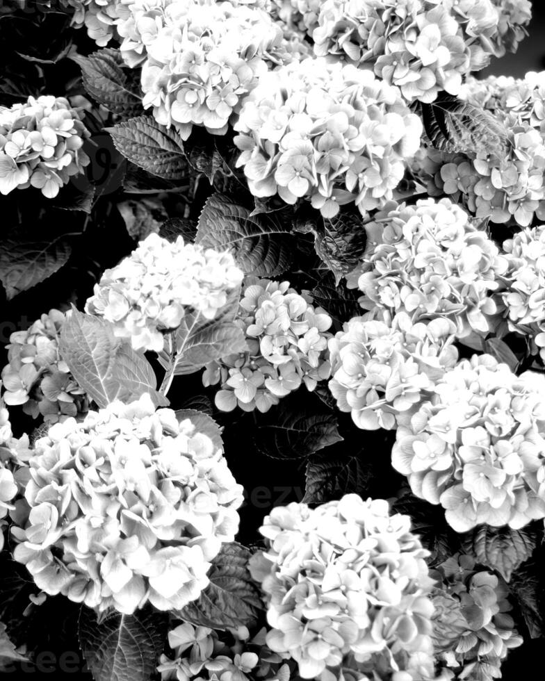 Flowers black and white photo background. Summer flowers close view