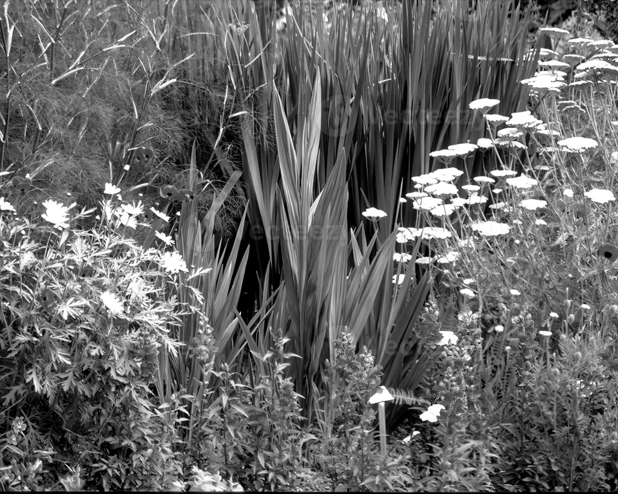 Flowers black and white photo background. Summer flowers close view
