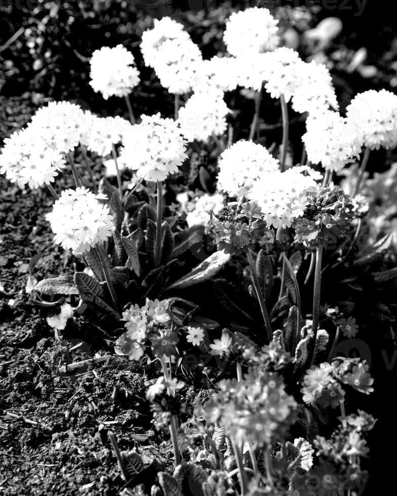 Flowers black and white photo background. Summer flowers close view