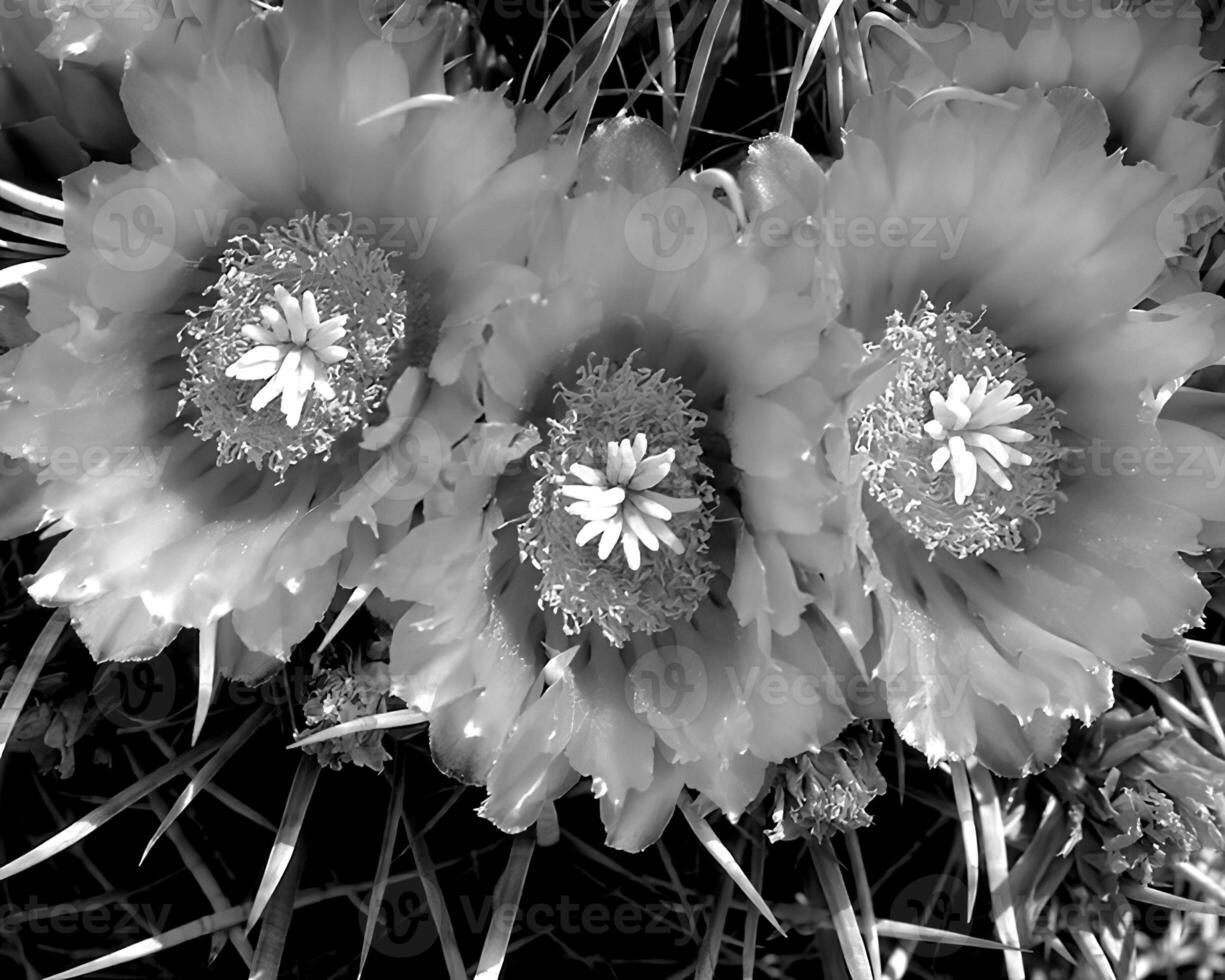 Flowers black and white photo background. Summer flowers close view