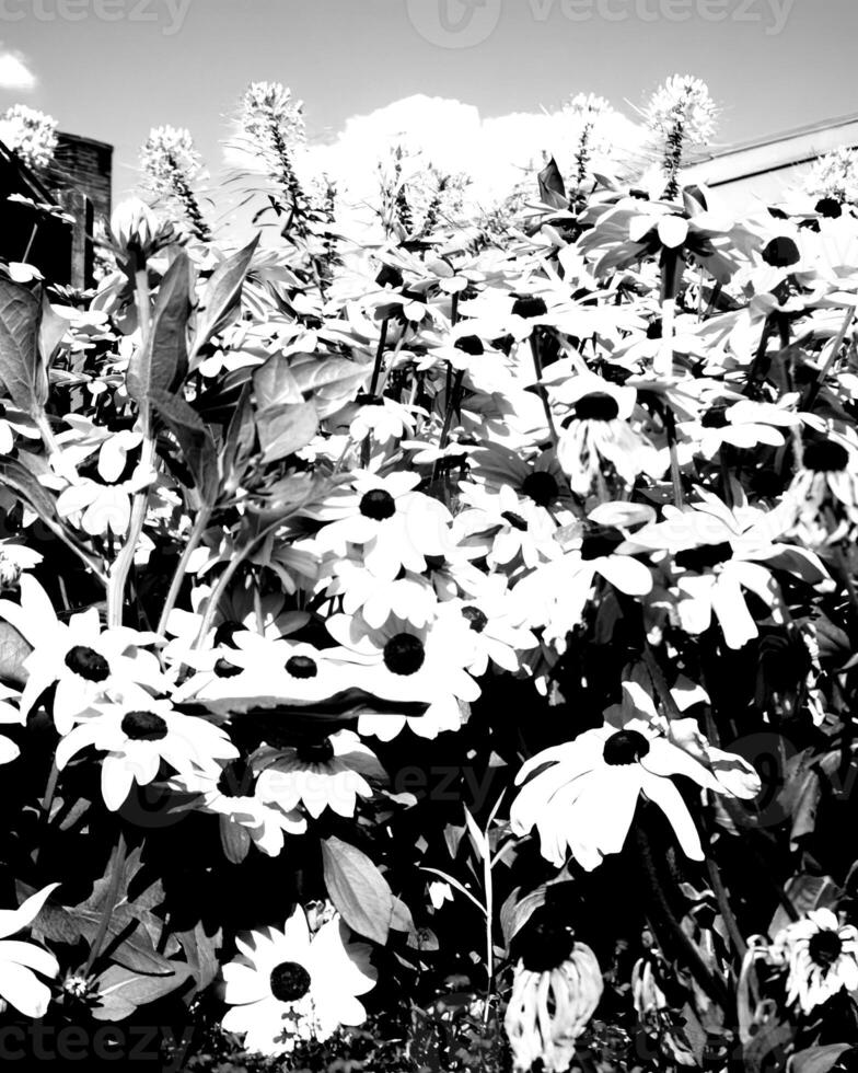 Flowers black and white photo background. Summer flowers close view