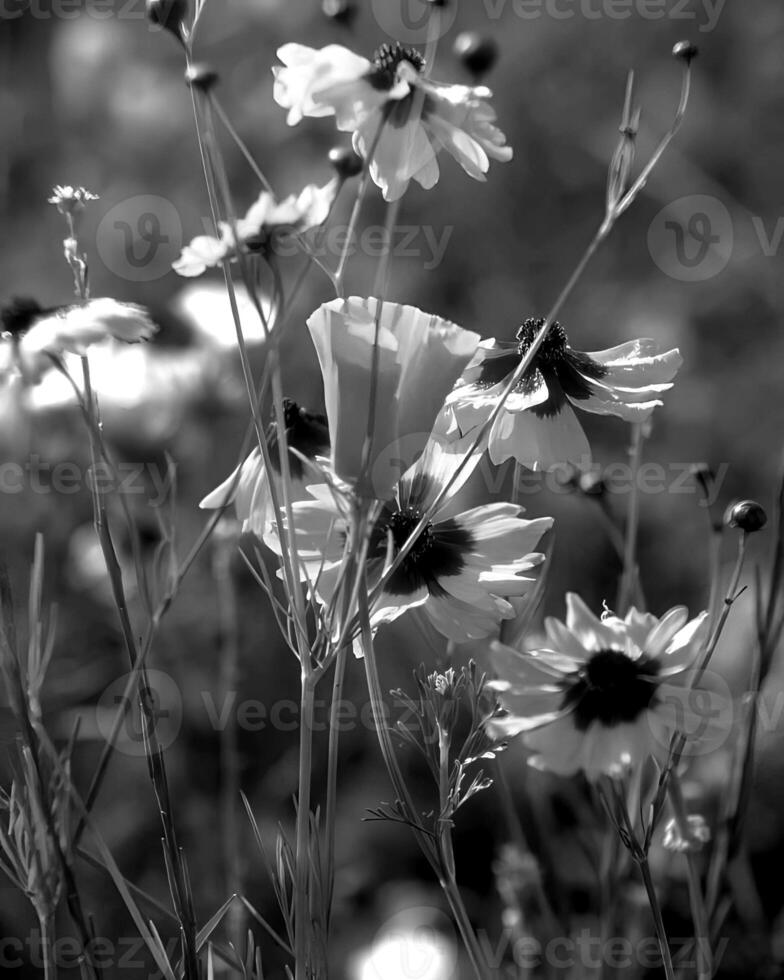 Flowers black and white photo background. Summer flowers close view