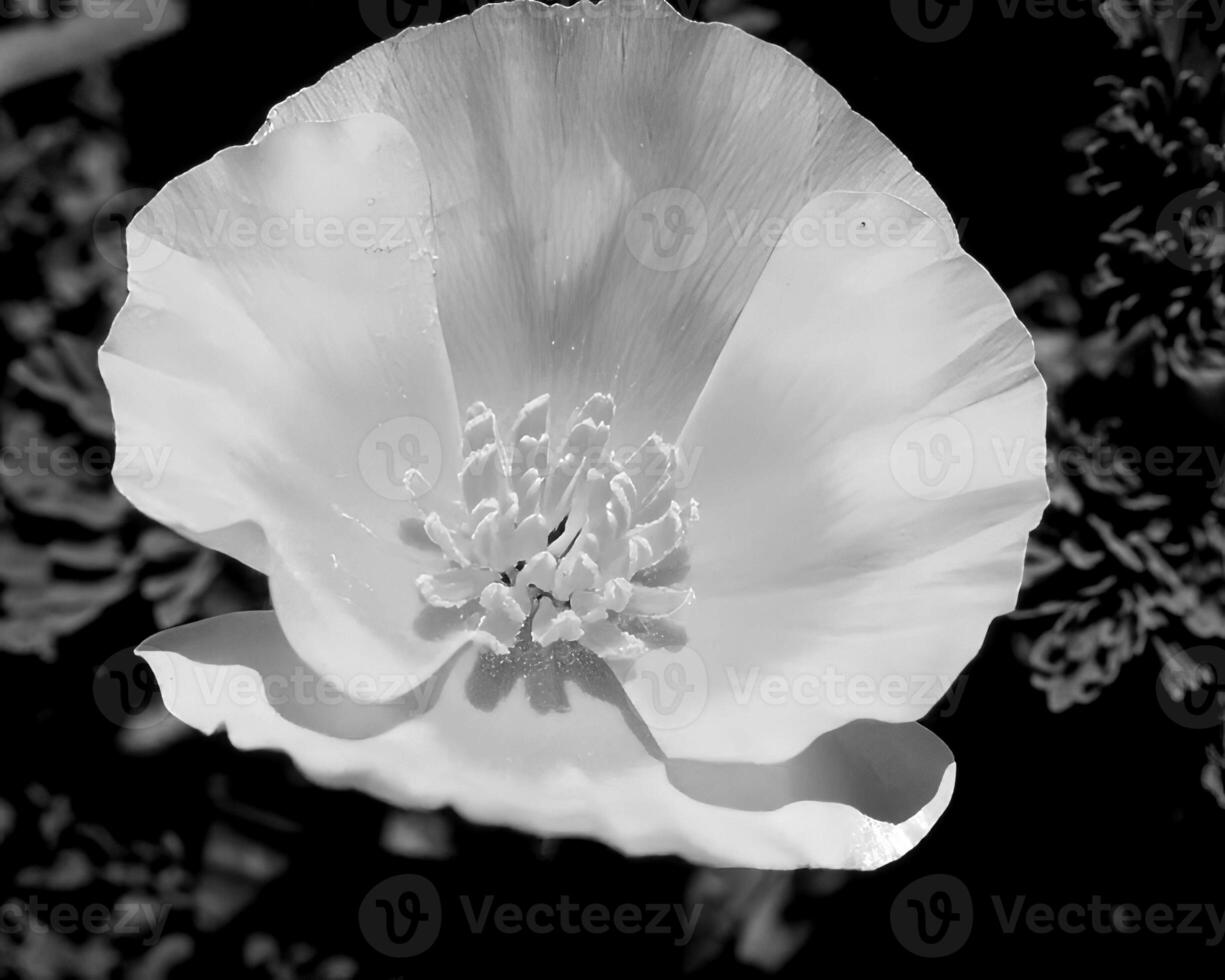 Flowers black and white photo background. Summer flowers close view