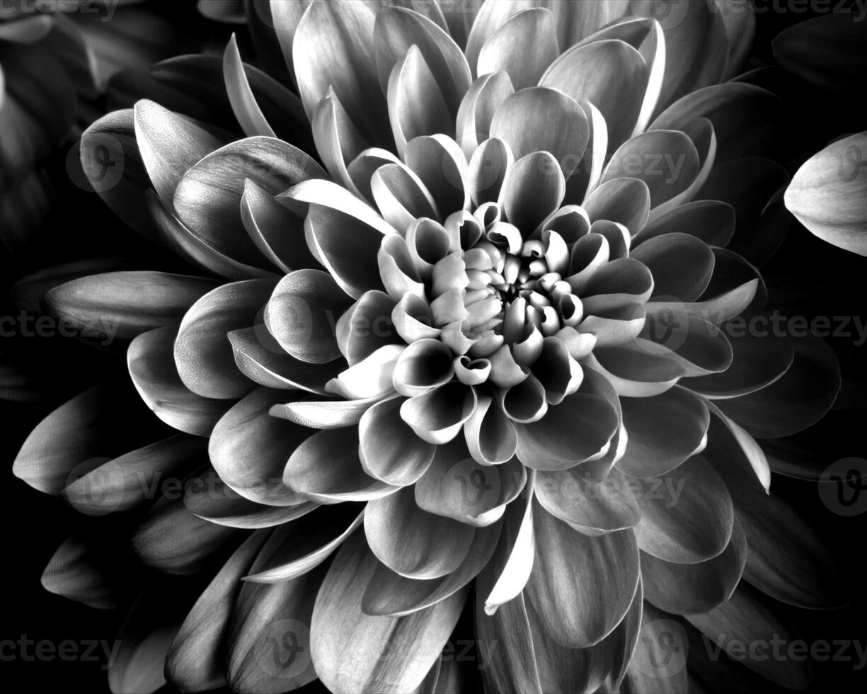 Flowers black and white photo background. Summer flowers close view
