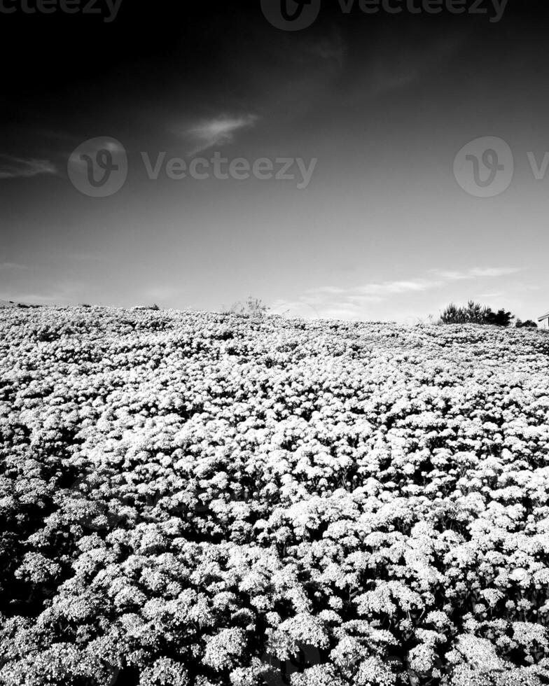 Flowers black and white photo background. Summer flowers close view