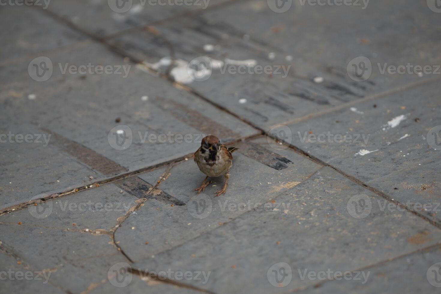 Small Sparrow Bird Standing on Pavement, Wildlife Photography photo