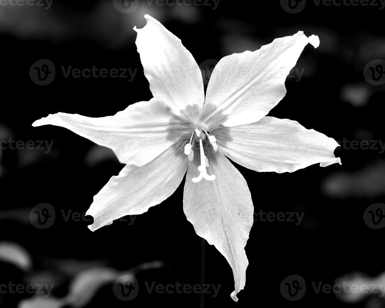 Flowers black and white photo background. Summer flowers close view