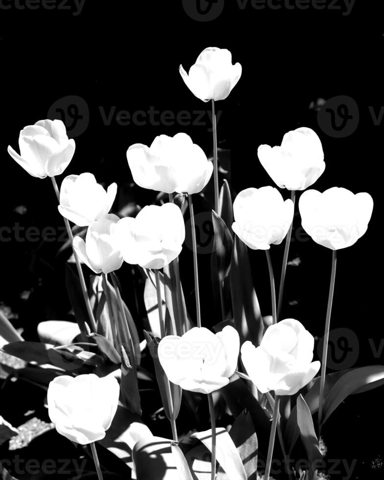 Flowers black and white photo background. Summer flowers close view