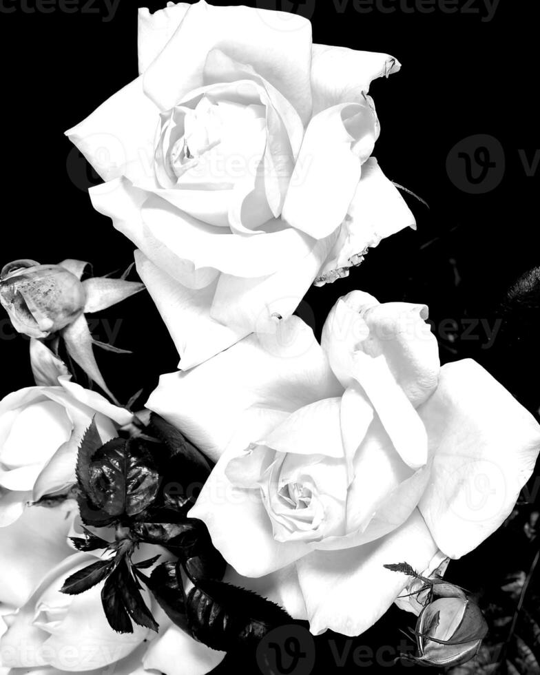 Flowers black and white photo background. Summer flowers close view