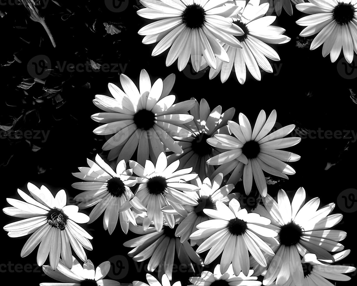 Flowers black and white photo background. Summer flowers close view
