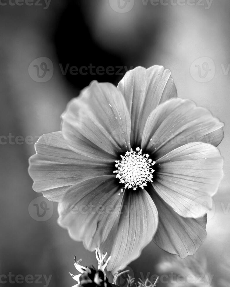 Flowers black and white photo background. Summer flowers close view