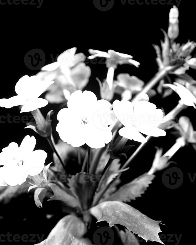 Flowers black and white photo background. Summer flowers close view