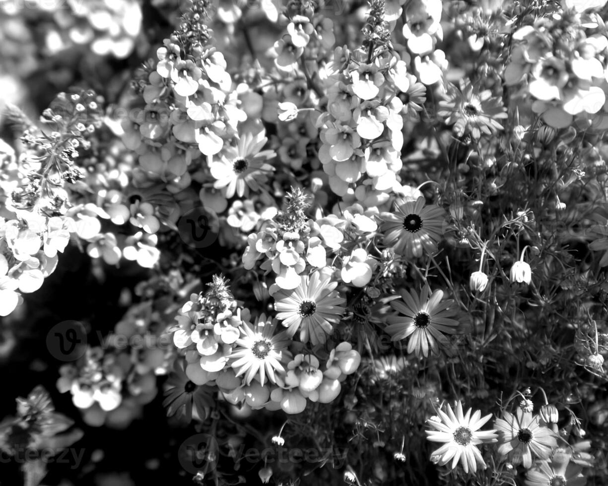 Flowers black and white photo background. Summer flowers close view