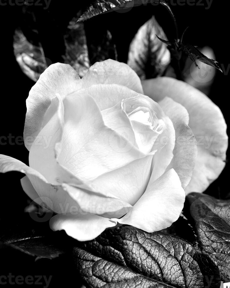 Flowers black and white photo background. Summer flowers close view