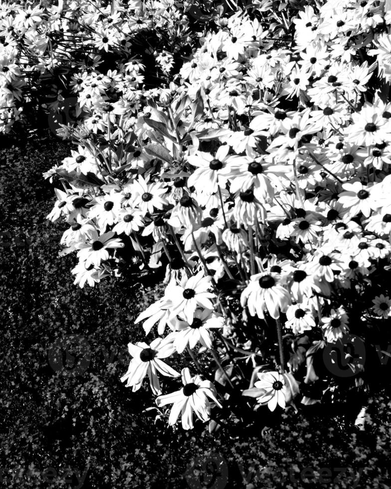 Flowers black and white photo background. Summer flowers close view