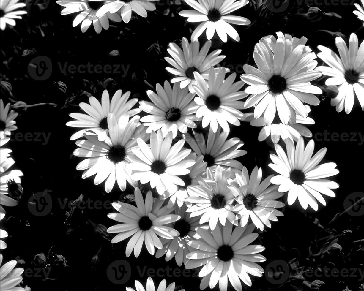 Flowers black and white photo background. Summer flowers close view