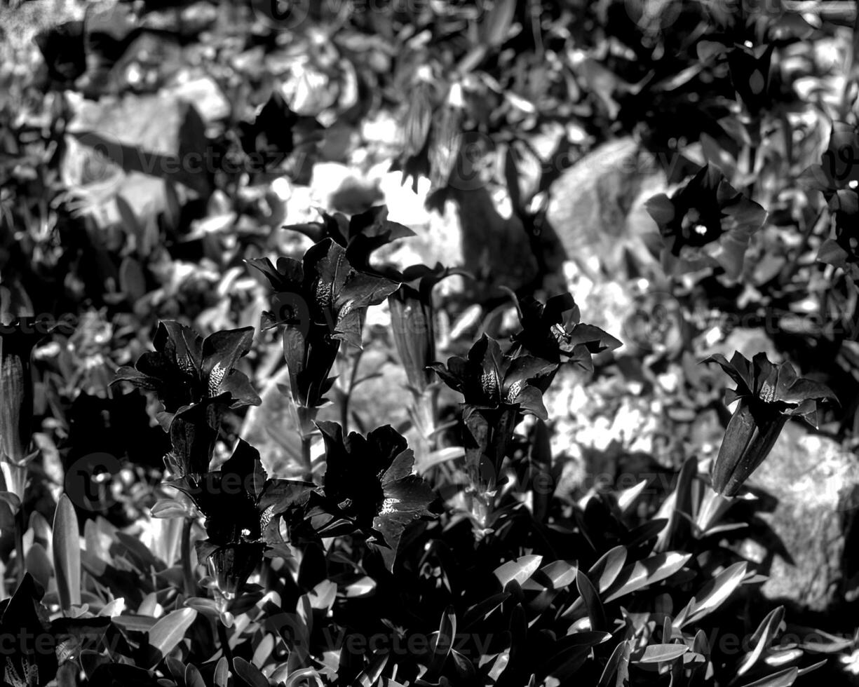 Flowers black and white photo background. Summer flowers close view