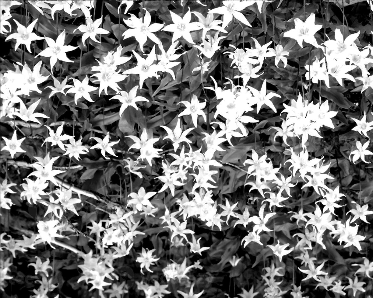 Flowers black and white photo background. Summer flowers close view