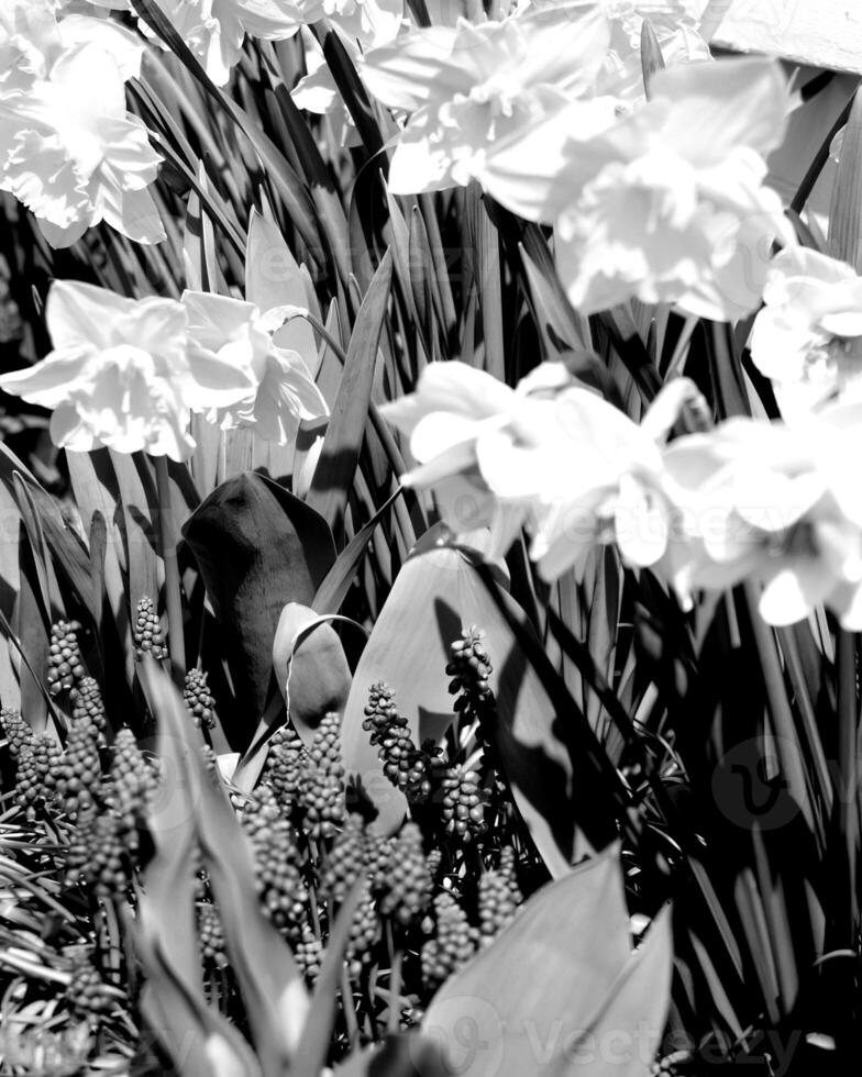 Flowers black and white photo background. Summer flowers close view