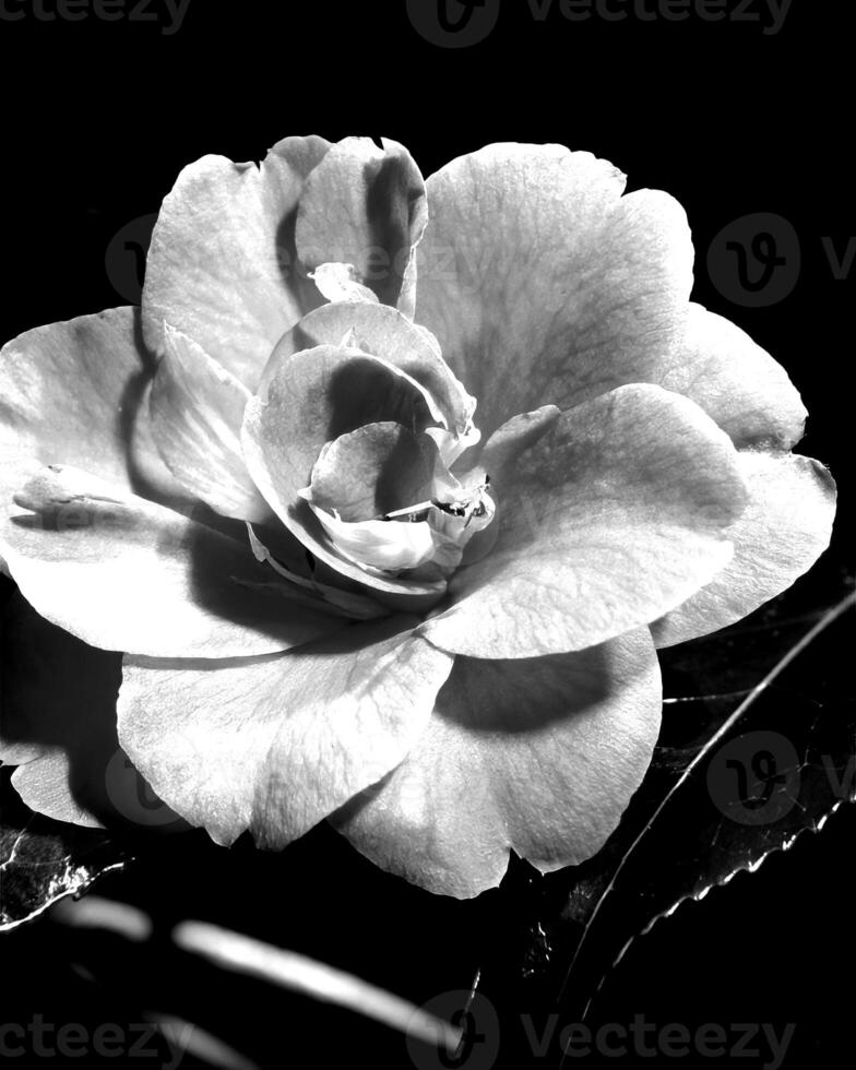 Flowers black and white photo background. Summer flowers close view