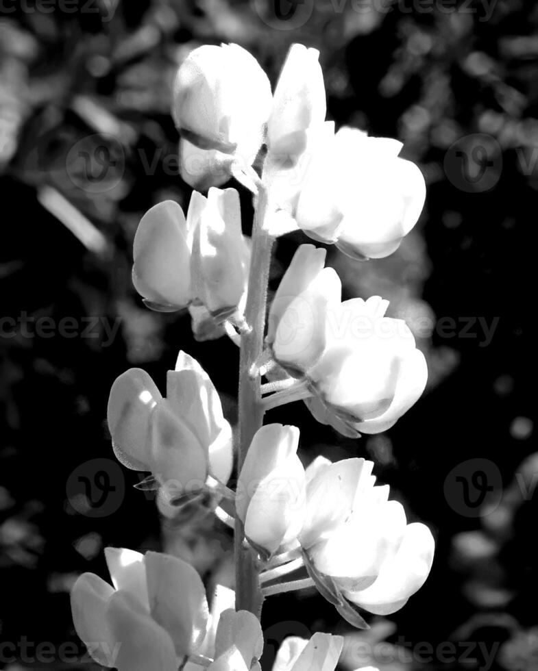 Flowers black and white photo background. Summer flowers close view