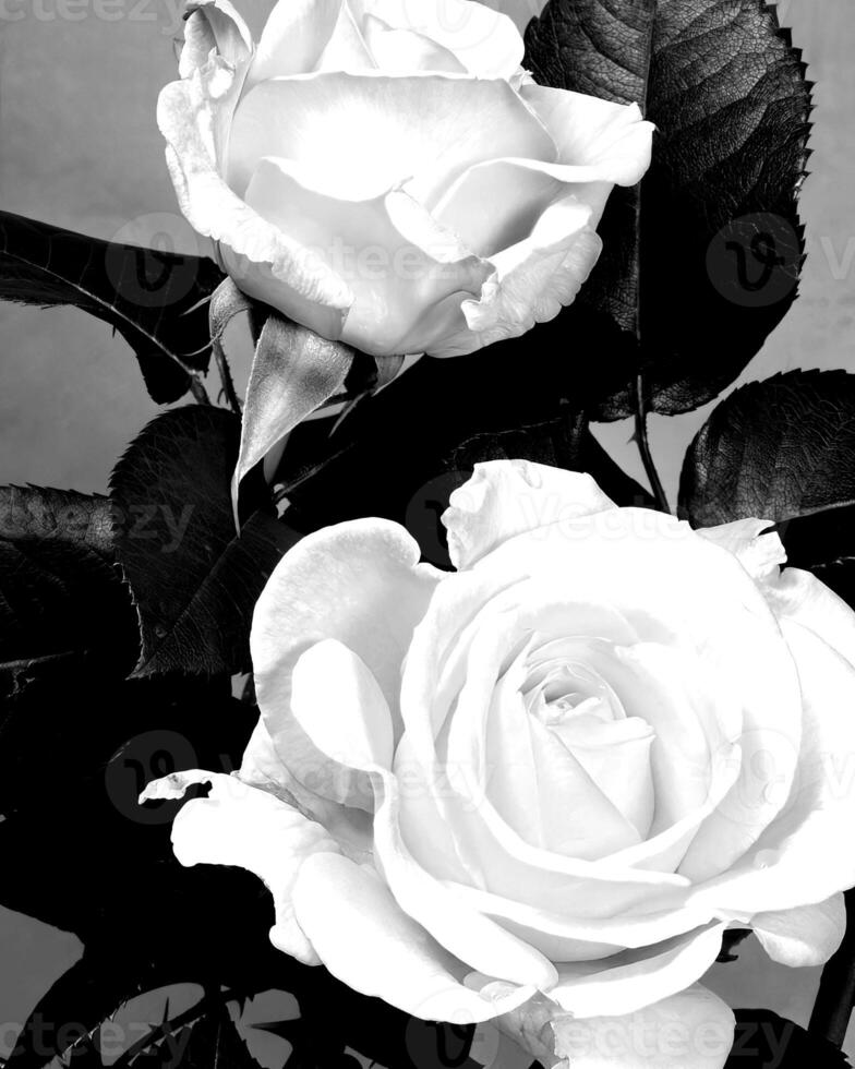 Flowers black and white photo background. Summer flowers close view