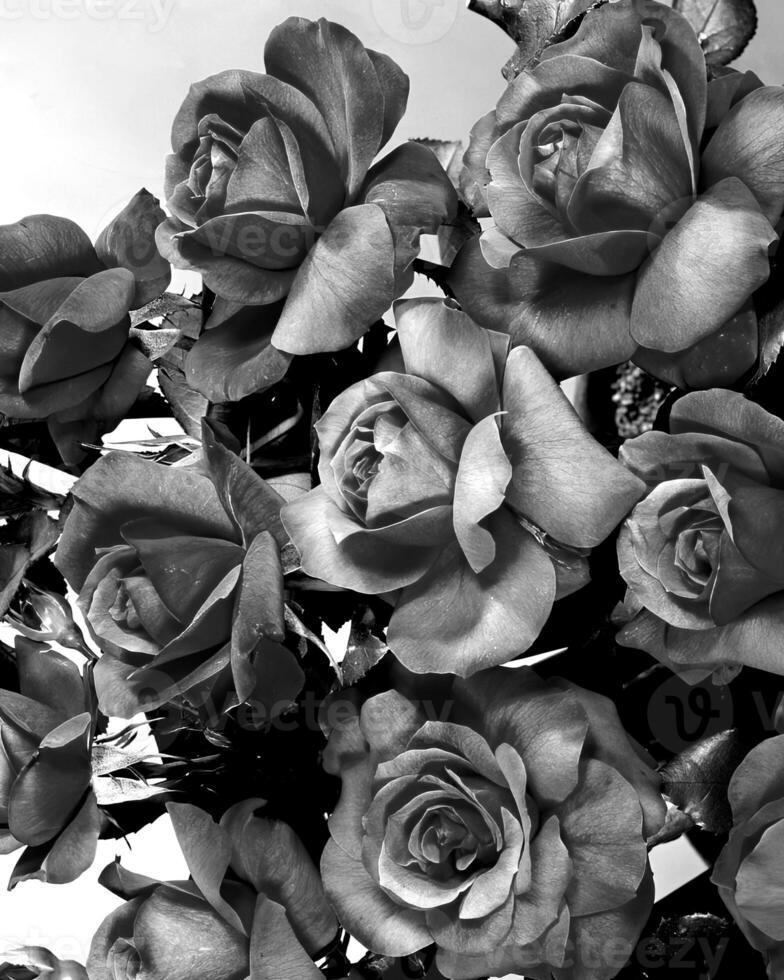 Flowers black and white photo background. Summer flowers close view