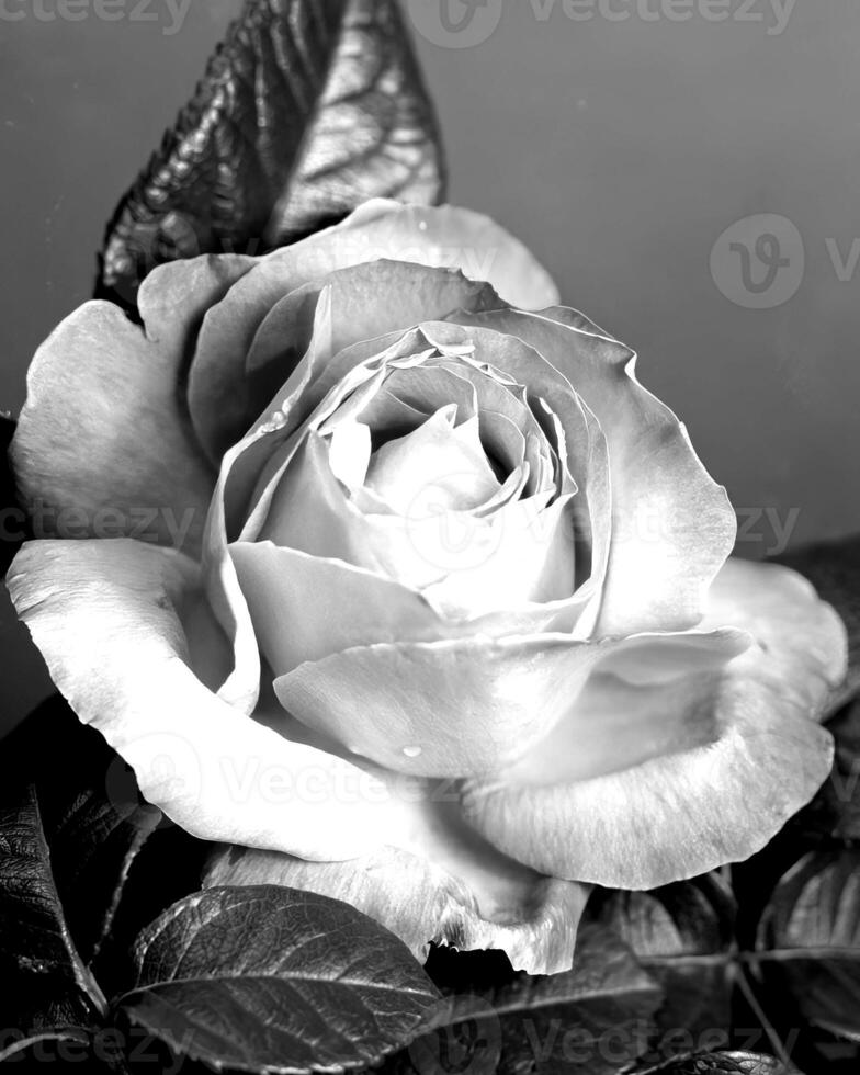 Flowers black and white photo background. Summer flowers close view