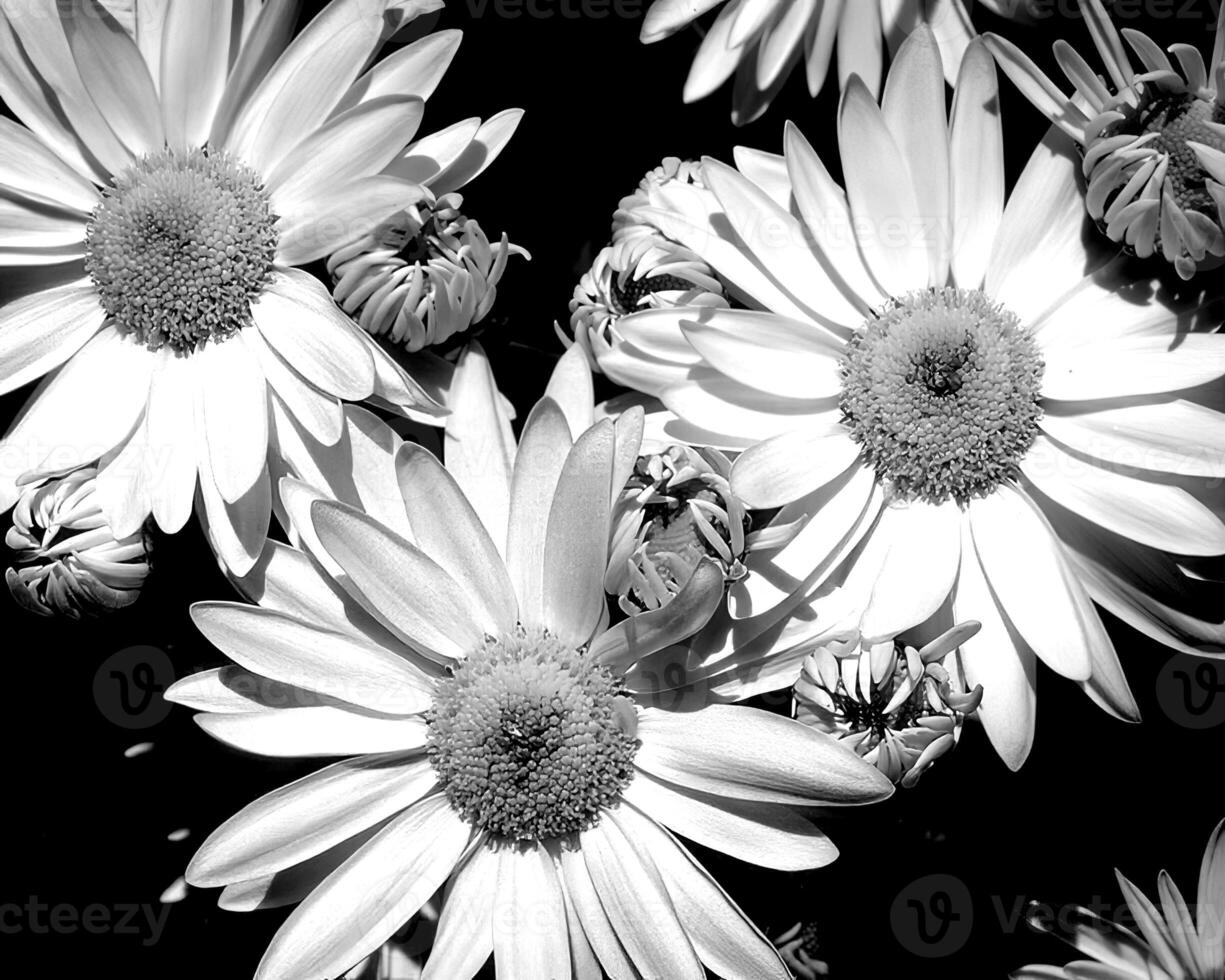 Flowers black and white photo background. Summer flowers close view