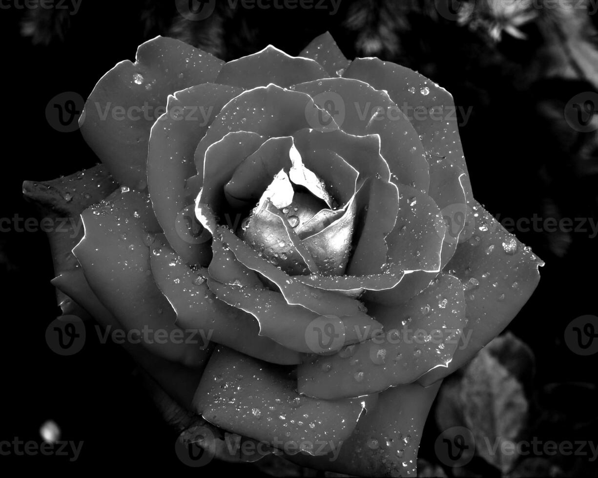 Flowers black and white photo background. Summer flowers close view