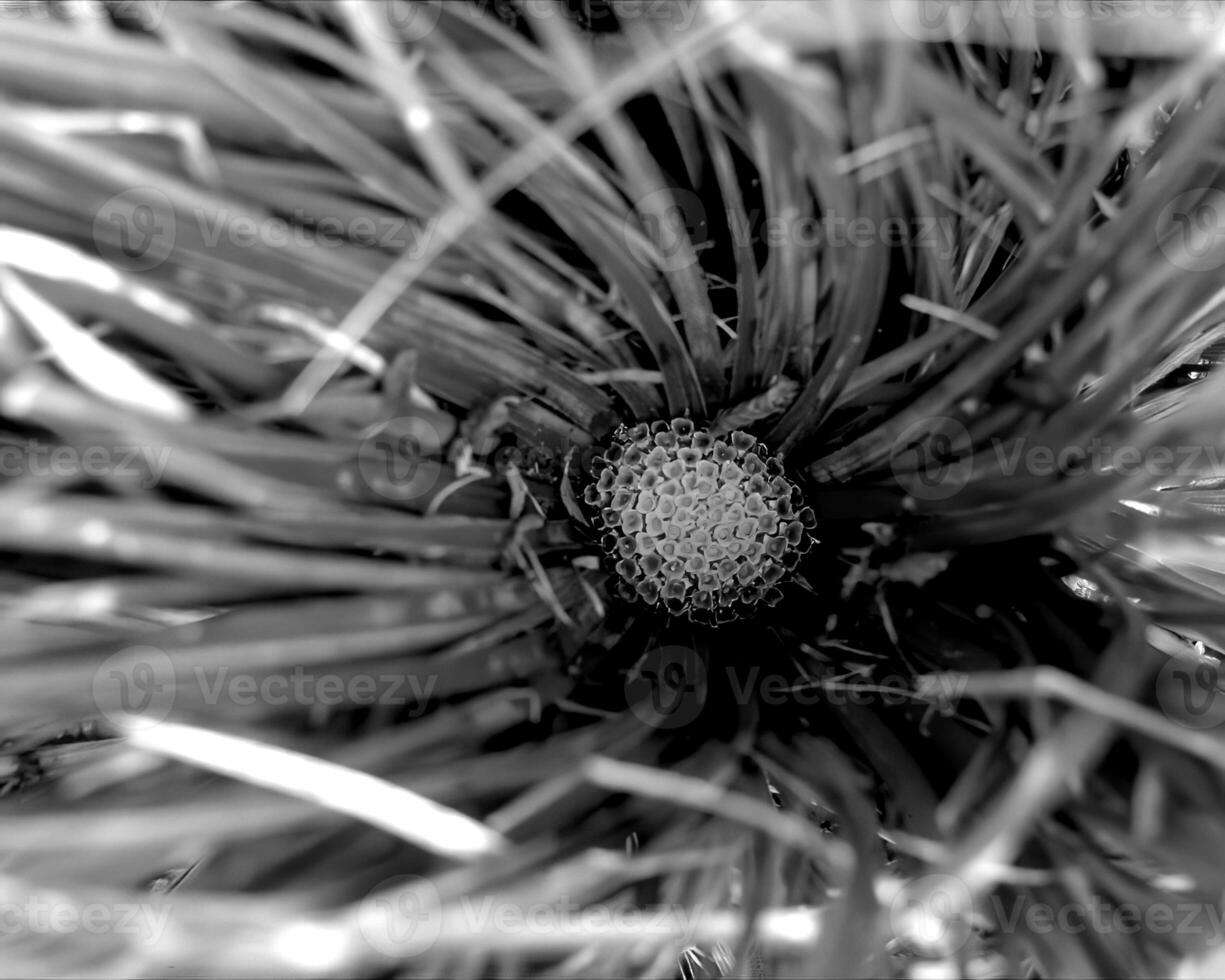Flowers black and white photo background. Summer flowers close view