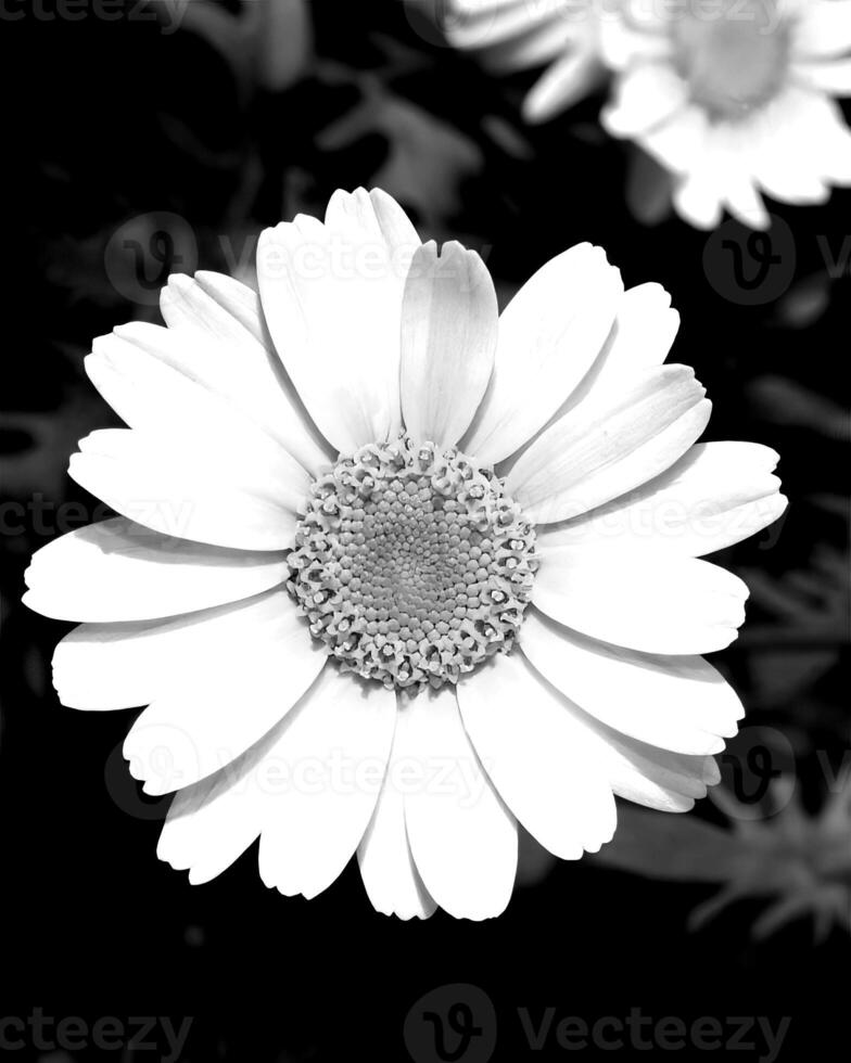 Flowers black and white photo background. Summer flowers close view