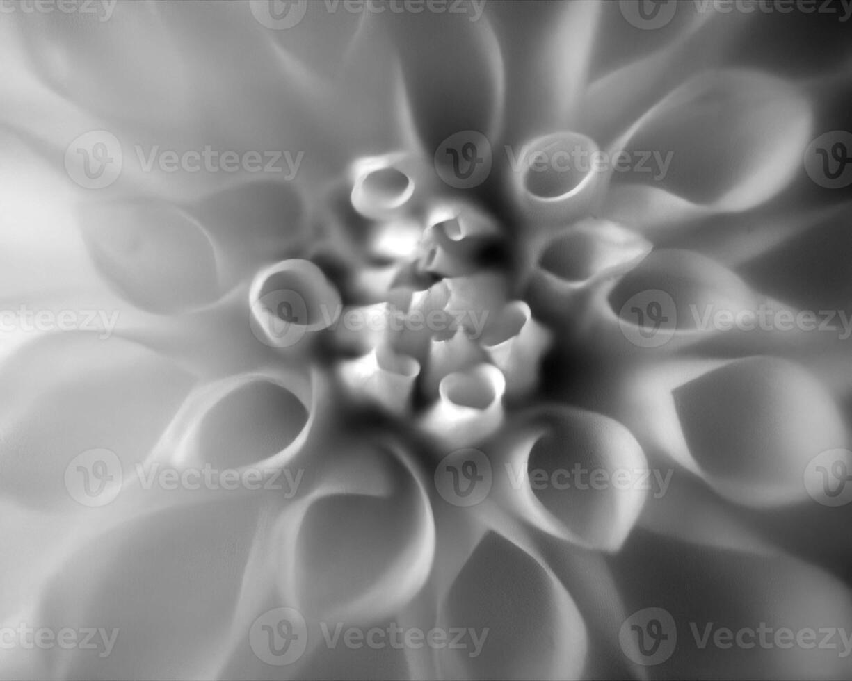 Flowers black and white photo background. Summer flowers close view