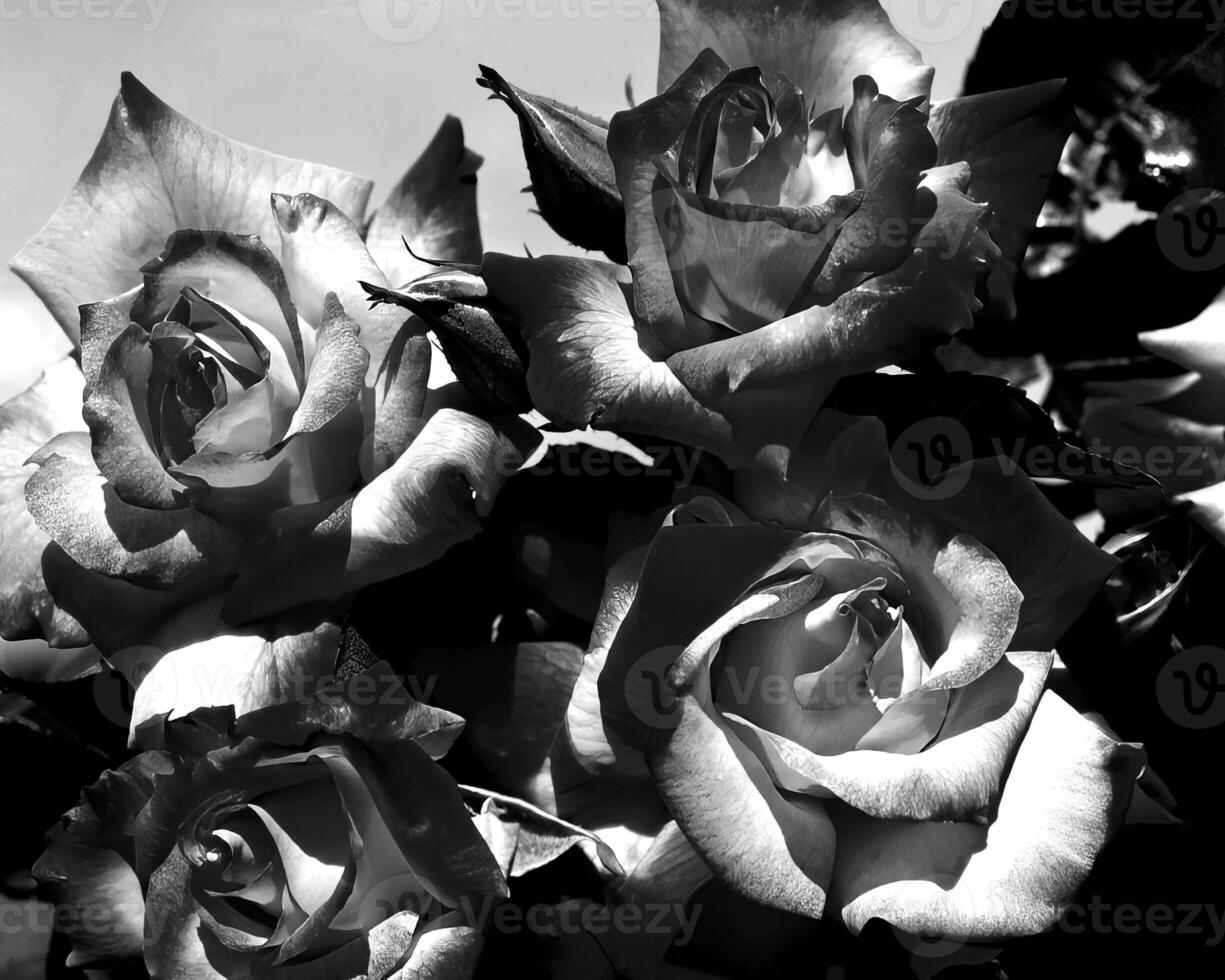 Flowers black and white photo background. Summer flowers close view