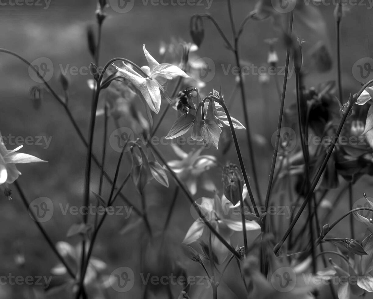Flowers black and white photo background. Summer flowers close view