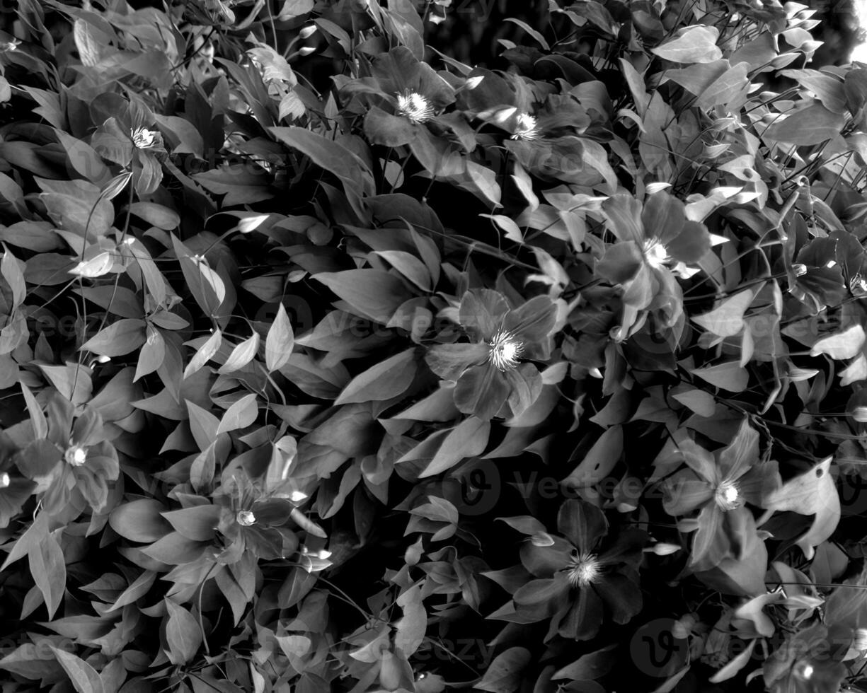 Flowers black and white photo background. Summer flowers close view