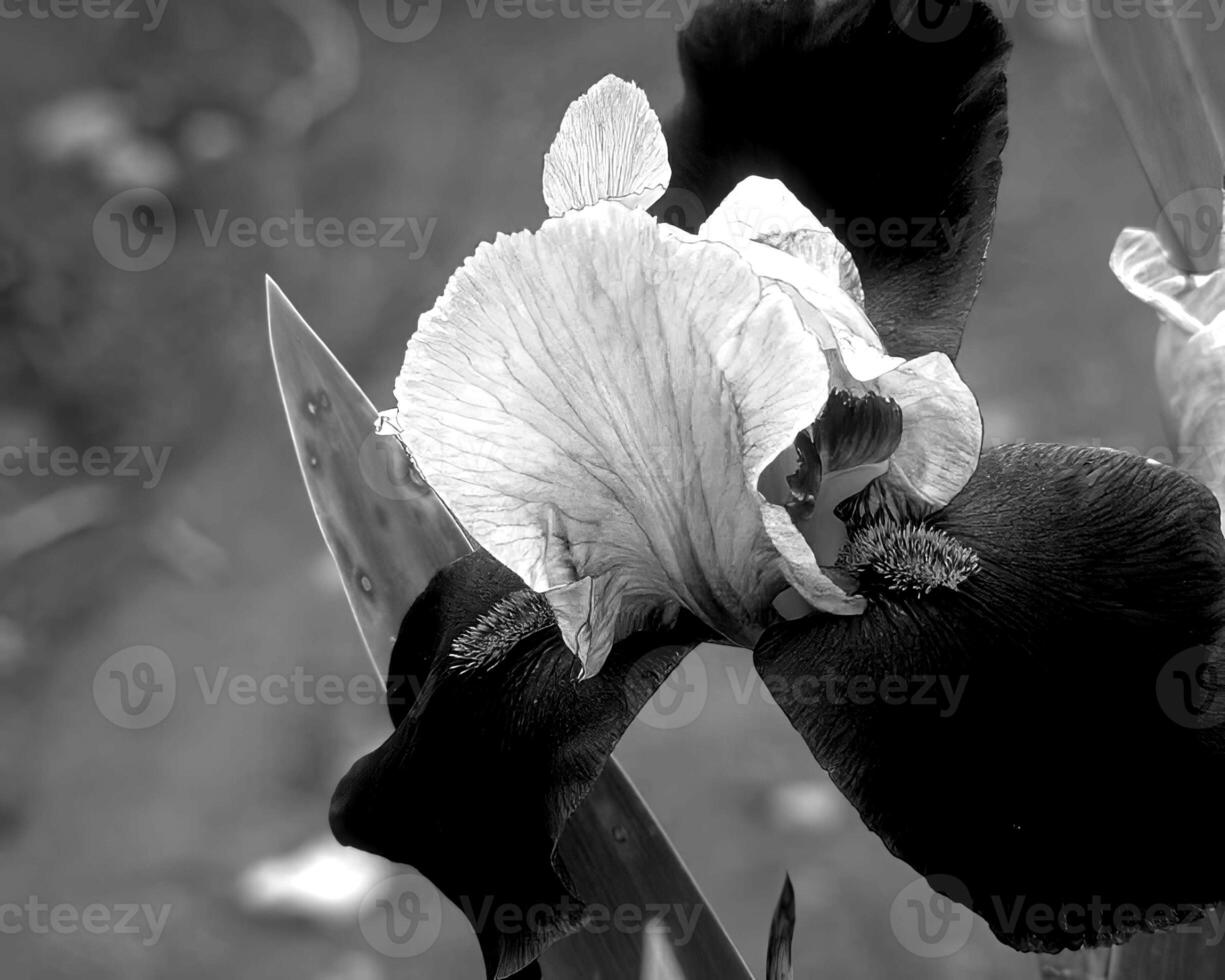 Flowers black and white photo background. Summer flowers close view