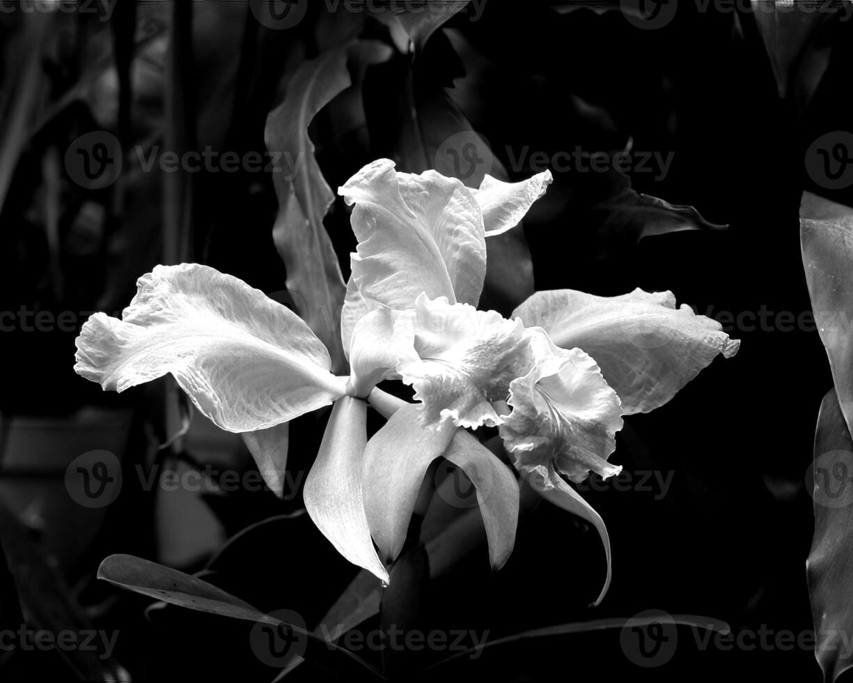 Flowers black and white photo background. Summer flowers close view