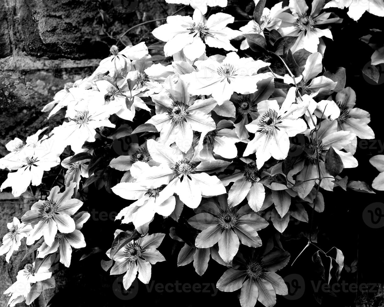 Flowers black and white photo background. Summer flowers close view
