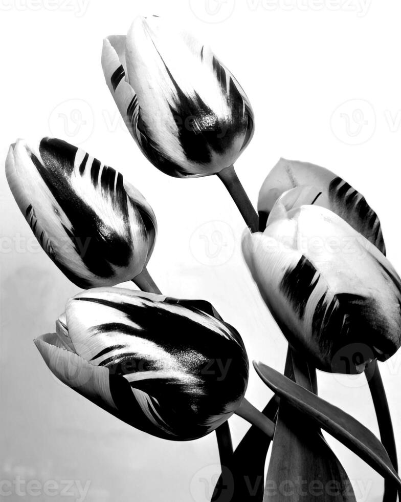 Flowers black and white photo background. Summer flowers close view