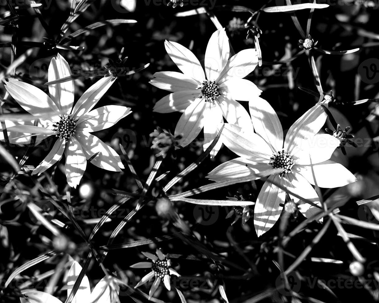 Flowers black and white photo background. Summer flowers close view