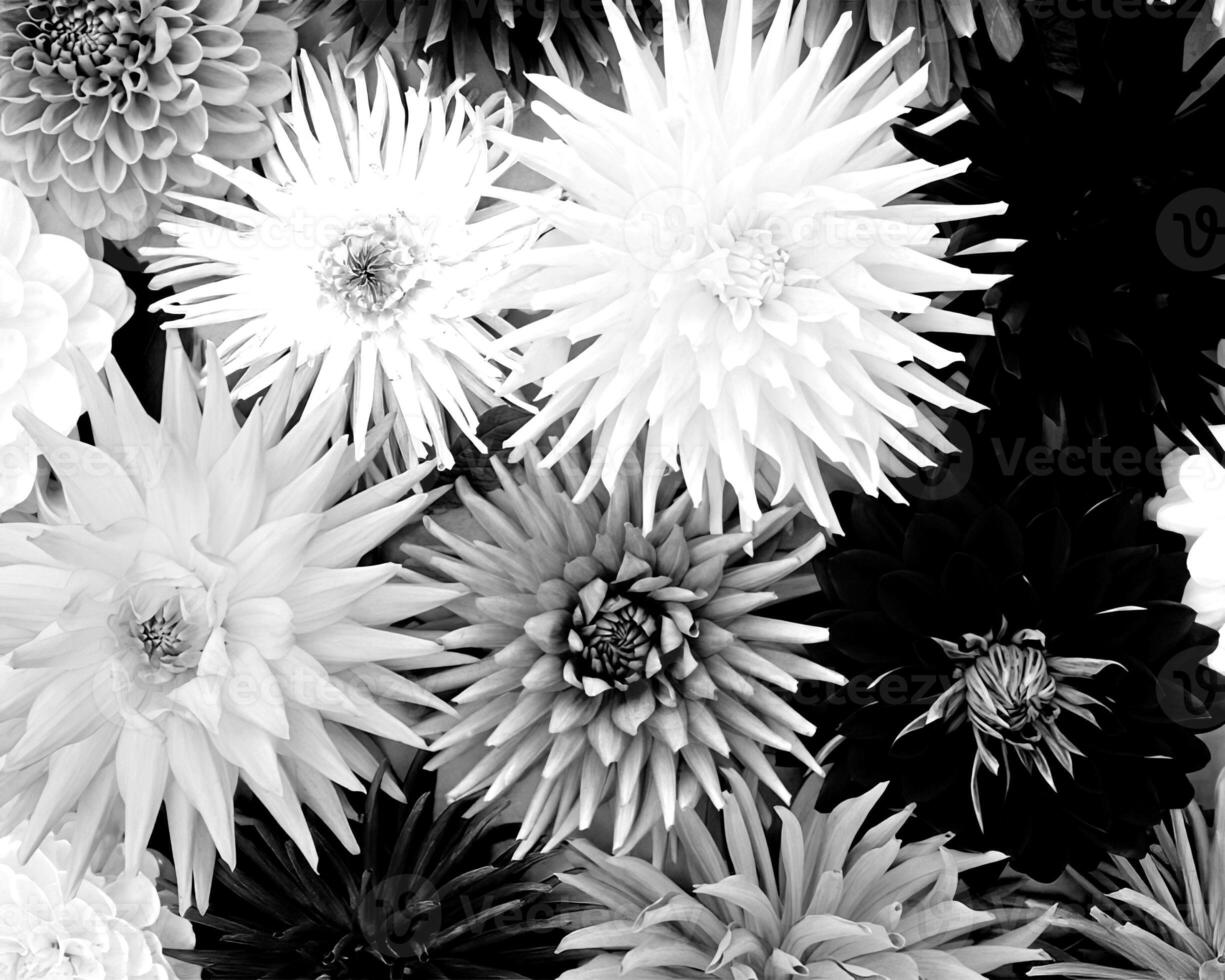 Flowers black and white photo background. Summer flowers close view