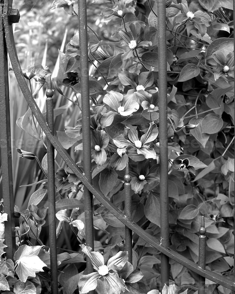Flowers black and white photo background. Summer flowers close view