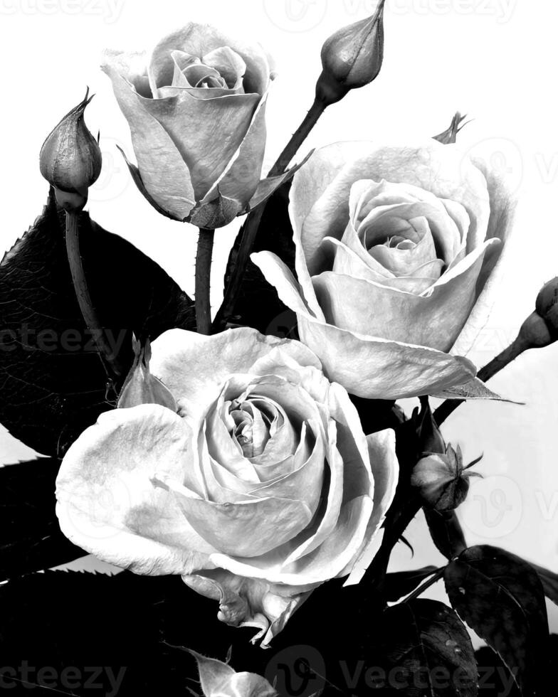 Flowers black and white photo background. Summer flowers close view